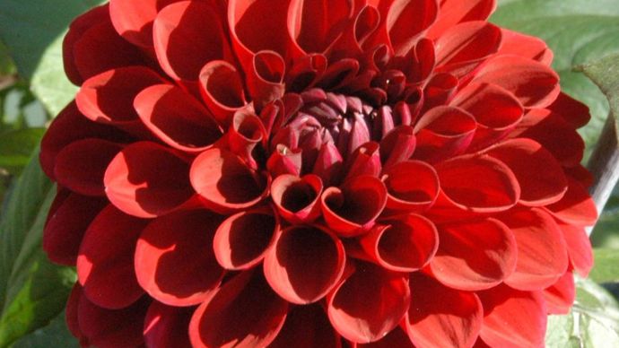 Prix des enfants - N°: 55 ‘BACCARA’, type décoratif, présenté par Meulder (Pays-Bas). 